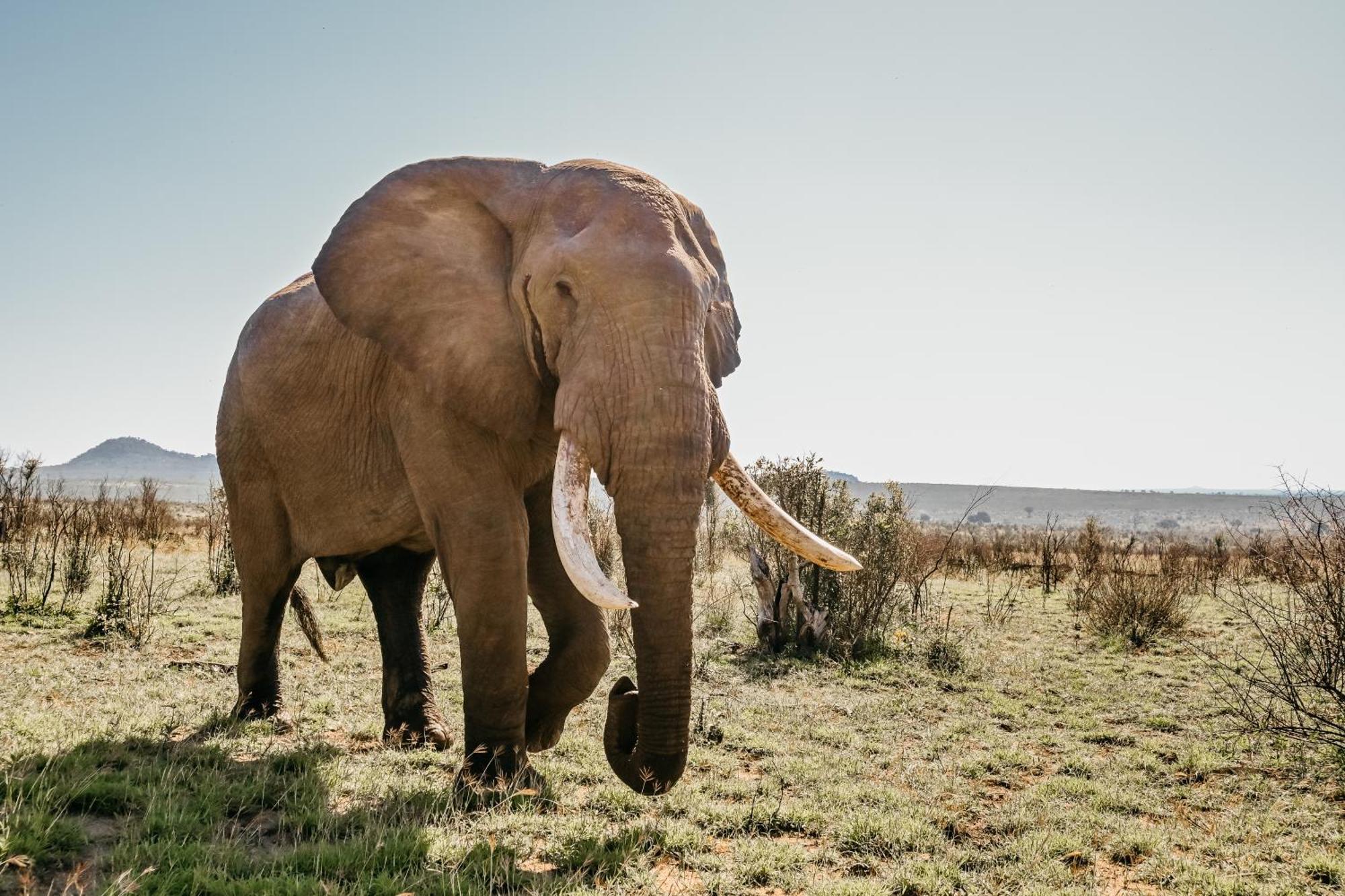 Mdluli Safari Lodge Hazyview Esterno foto