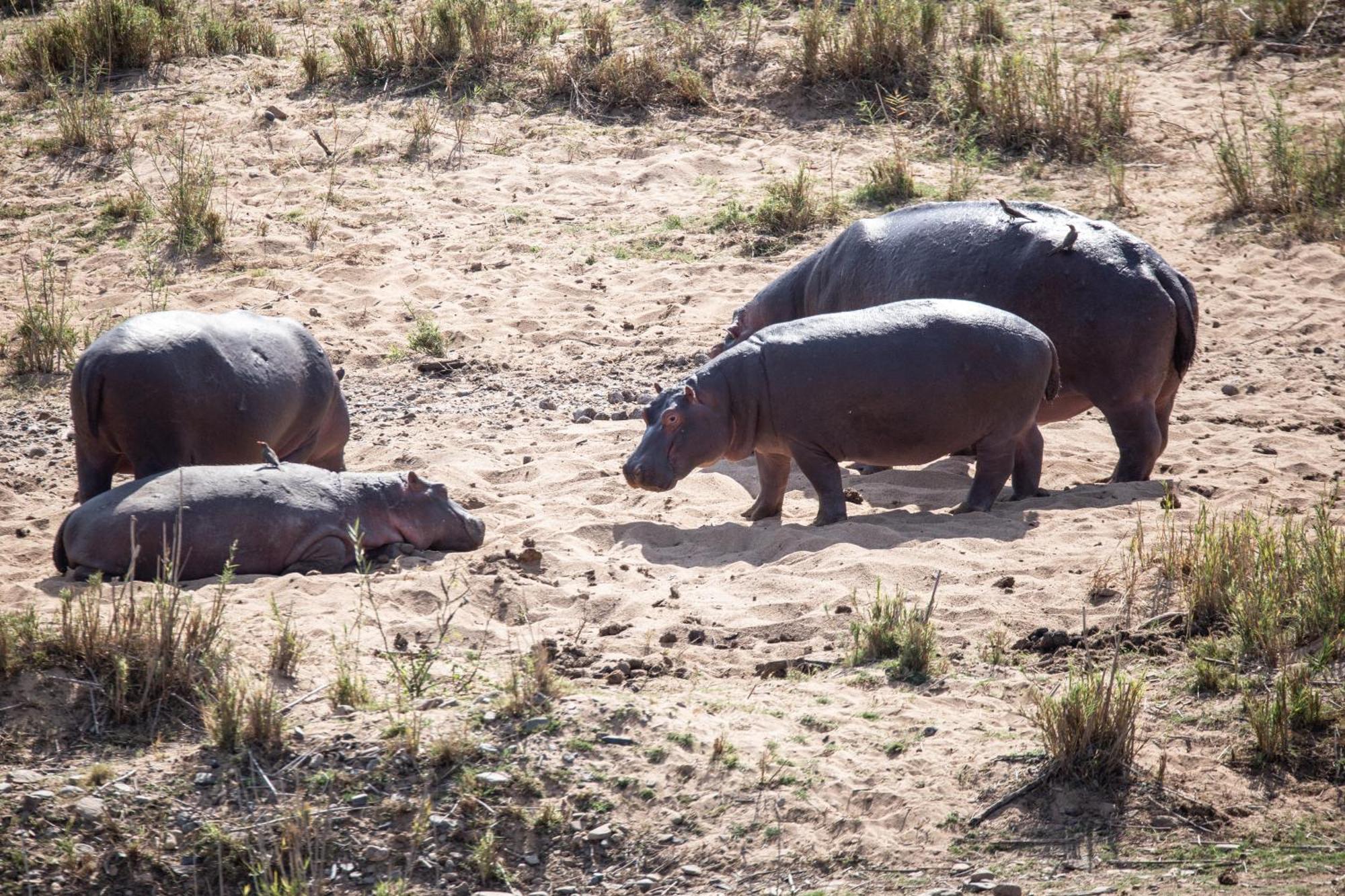 Mdluli Safari Lodge Hazyview Esterno foto