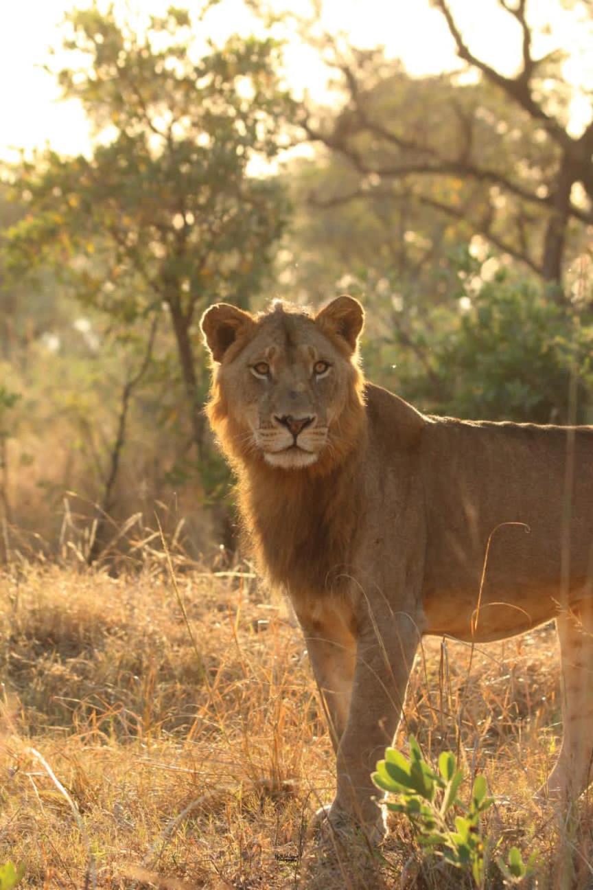 Mdluli Safari Lodge Hazyview Esterno foto